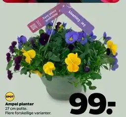 Netto Ampel planter tilbud