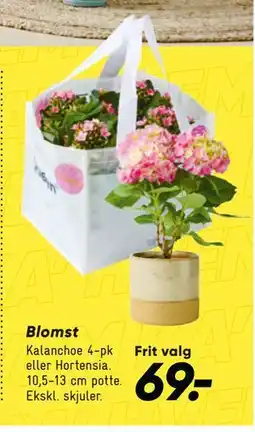 Bilka Blomst tilbud
