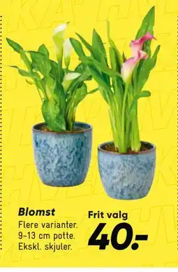 Bilka Blomst tilbud