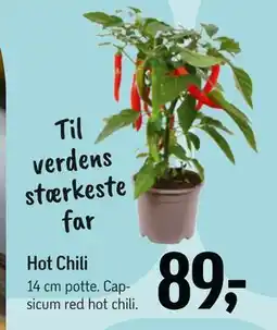 Hot Chili