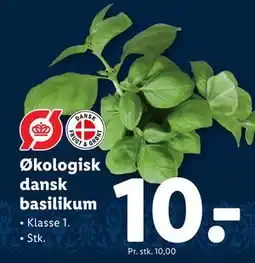 Lidl Økologisk dansk basilikum tilbud