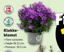 Lidl Klokkeblomst tilbud