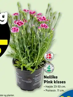 Lidl Nellike Pink kisses tilbud