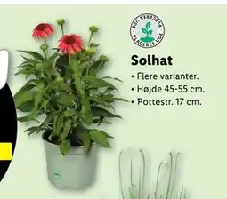 Lidl Solhat tilbud