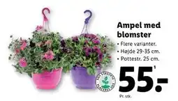 Lidl Ampel med blomster tilbud