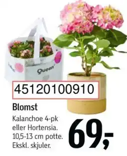 Føtex Blomst tilbud