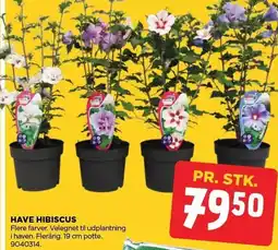 jem & fix HAVE HIBISCUS tilbud