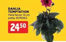 jem & fix DAHLIA TEMPTATION tilbud