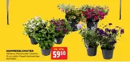 jem & fix SOMMERBLOMSTER tilbud