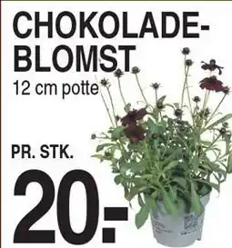 ABC Lavpris CHOKOLADEBLOMST tilbud