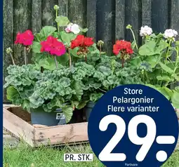 REMA 1000 Store Pelargonier tilbud