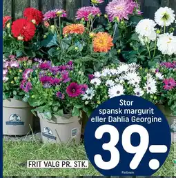 REMA 1000 Stor spansk marguerit eller Dahlia Georgine tilbud
