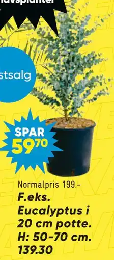 Eucalyptus i 20 cm potte