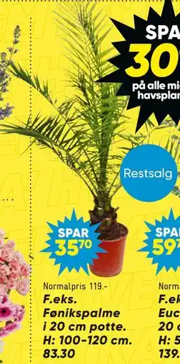 Bilka Fønikspalme i 20 cm potte tilbud