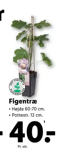 Lidl Figentræ tilbud