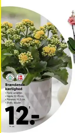 Lidl Brændende kærlighed tilbud