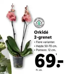 Lidl Orkidé 2-grenet tilbud