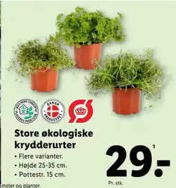 Lidl Store økologiske krydderurter tilbud