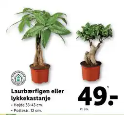 Lidl Laurbærfigen eller lykkekastanje tilbud