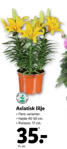 Lidl Asiatisk lilje tilbud