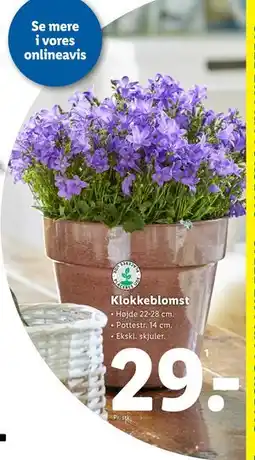 Lidl Klokkeblomst tilbud