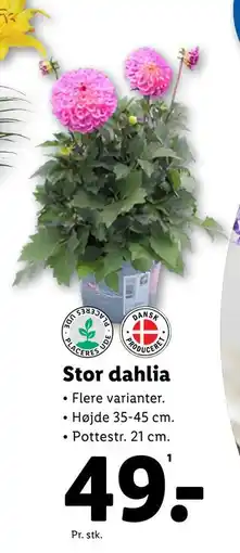 Lidl Stor dahlia tilbud