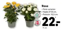 Lidl Rose tilbud