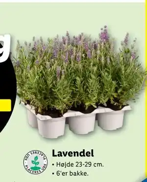 Lidl Lavendel tilbud