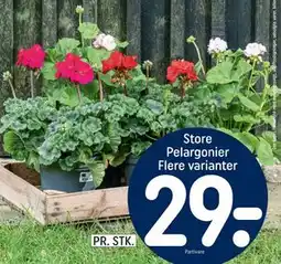 REMA 1000 Store Pelargonier Flere varianter tilbud