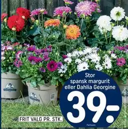 REMA 1000 Stor spansk margurit eller Dahlia Georgine tilbud