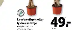 Lidl Store danske krydderurter tilbud