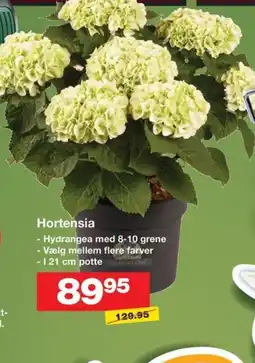 Bauhaus Hortensia tilbud