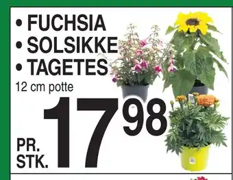 ABC Lavpris Fuchsia • solsikke • tagetes tilbud