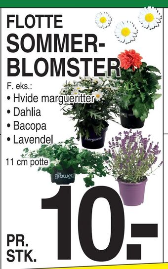 ABC Lavpris Sommerblomster tilbud