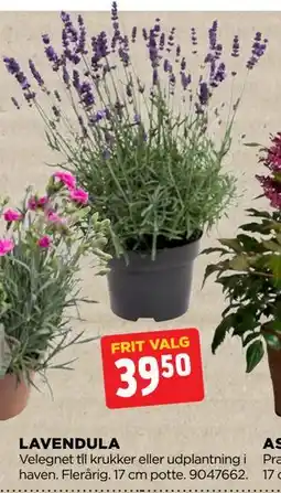 jem & fix LAVENDULA tilbud