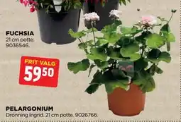 jem & fix PELARGONIUM tilbud