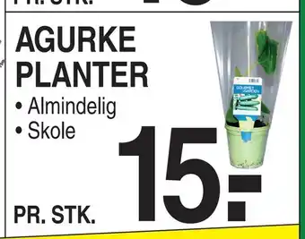 ABC Lavpris Agurke planter tilbud
