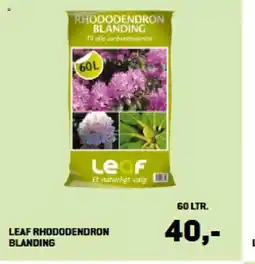 XL-BYG LEAF RHODODENDRON BLANDING tilbud