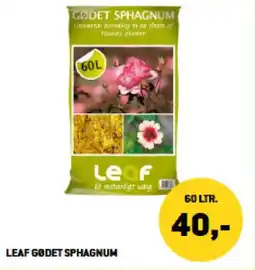XL-BYG LEAF GØDET SPHAGNUM tilbud
