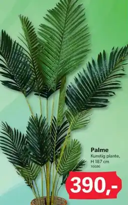 BigDollar Palme tilbud