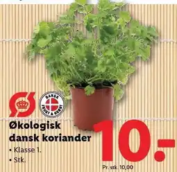 Lidl Økologisk dansk koriander tilbud