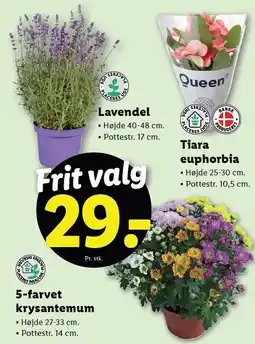 Lidl Lavendel, Tiara euphorbia eller 5-farvet krysantemum tilbud