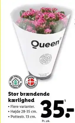 Lidl Stor brændende kærlighed tilbud