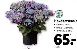 Lidl Havehortensia tilbud