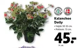 Lidl Kalanchoe Dolly tilbud