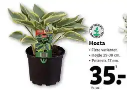 Lidl Hosta tilbud