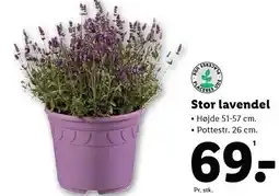 Lidl Stor lavendel tilbud