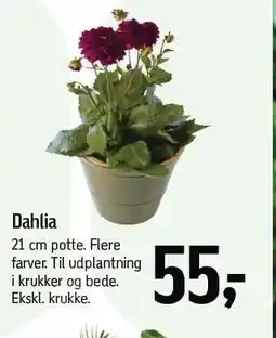 Føtex Dahlia tilbud