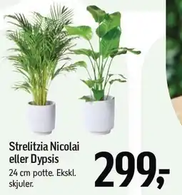 Føtex Strelitzia Nicolai eller Dypsis tilbud