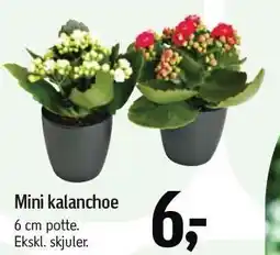 Føtex Mini kalanchoe tilbud